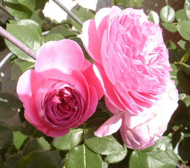 baronesse_bluten.jpg