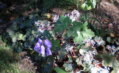 saxifragacortusifoliarubrifoliaaconitumnapiforme.jpg