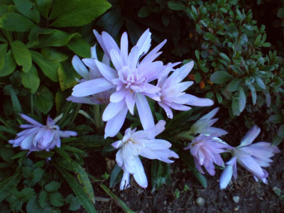 colchicwaterlily.jpg