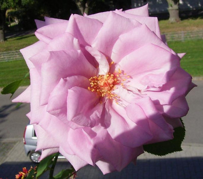 MamyBlue_0910_03.JPG