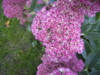 FetthennemitBienen.jpg