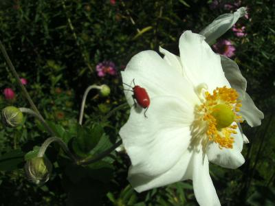 AnemonemitKafer.jpg