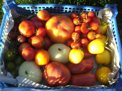 Septembertomaten.jpg