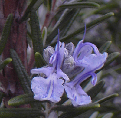 Rosmarin_Bluete-2.jpg