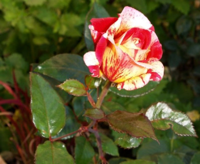rosen_180.jpg