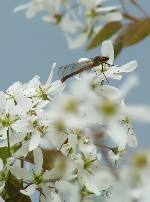 Blutjungfer_150405.jpg