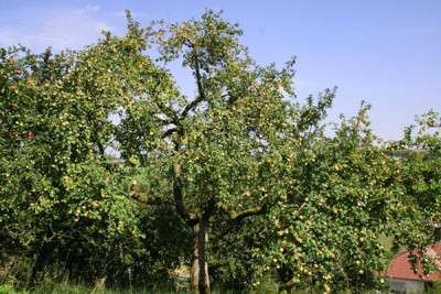 Wiesenapf3.jpg