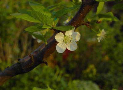 Pflaume_Bluete-2.jpg