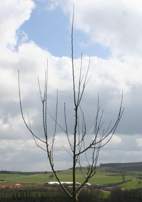 porzen_2008.jpg