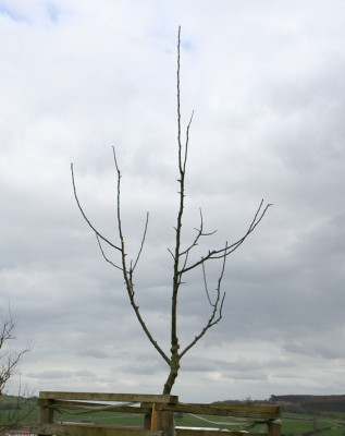 porzen_2008n.jpg