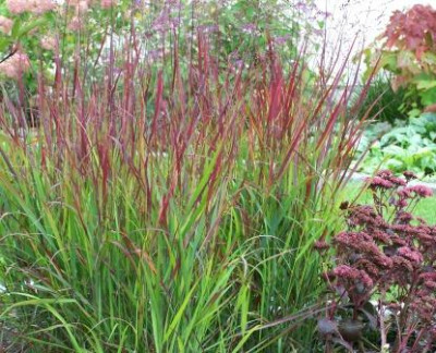 Panicum_Shenandoah.JPG