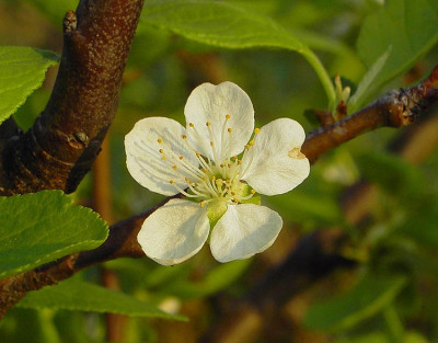 Pflaume_Bluete-1.jpg