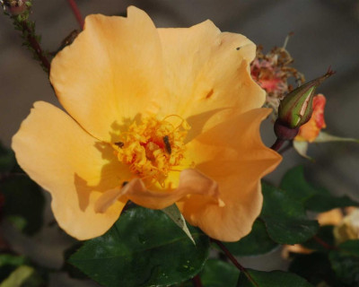 B4615.aJPG_Large.jpg