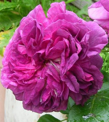 PFC_0910_07.JPG