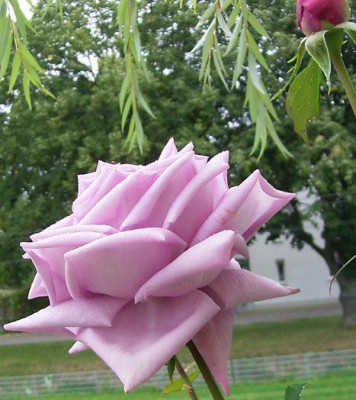 MamyBlue_0910_04.JPG