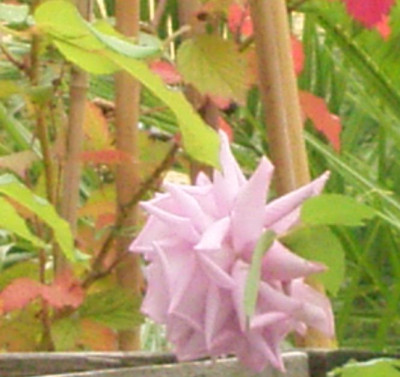 RIMG0002.JPG