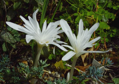 DSCF1160_eColchicum_autumnale_Album_gef.JPG