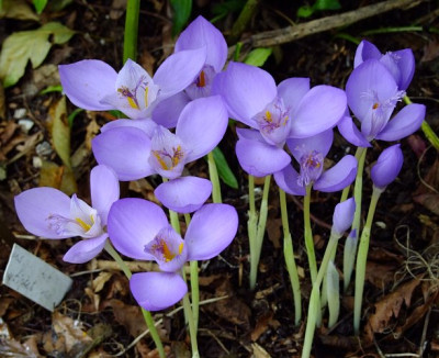 DSCF1165_eCrocus_banaticus.JPG