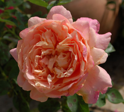 Budateteni_0010__80351.jpg