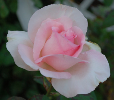 Grand_Siecle_0010__80379.jpg