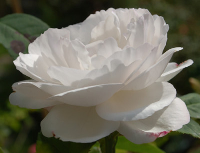Merveille_de_Lyon_0010__80356.jpg