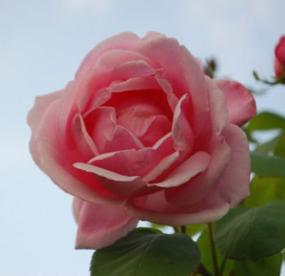 Mme_Caroline_Testout_Clg_0010__80419.jpg