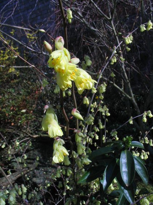 Corylopsis_pauciflora.jpg