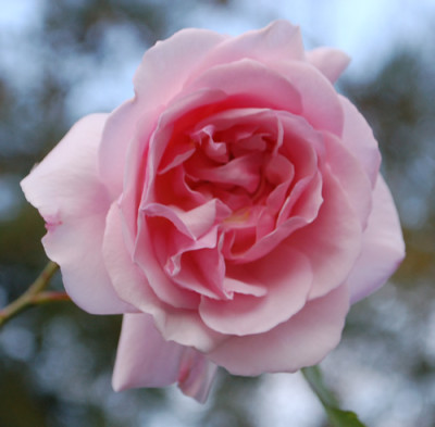 Mme_Butterfly_Clg_0010__80445.jpg
