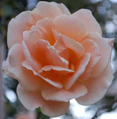 Royal_Sunset_0010__80450.jpg