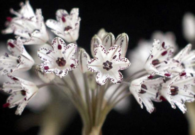 comp_Allium_callimischon_var.haemostictum_.jpg