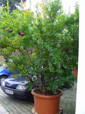 granatapfelbaum.jpg