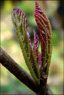 Parrotia_persica_Vanessa.JPG