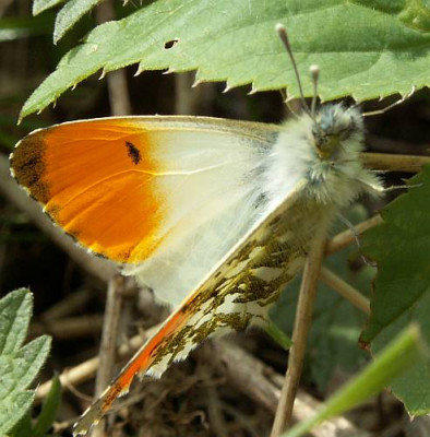 Anthocharis_cardamines_-_Aurorafalter_m05.jpg