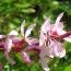 gaura.jpg