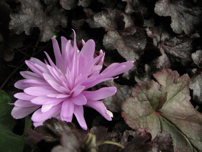 k-colchcum_waterliliy-2010.09.24_054_14.jpg