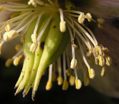helleborus_niger.jpg