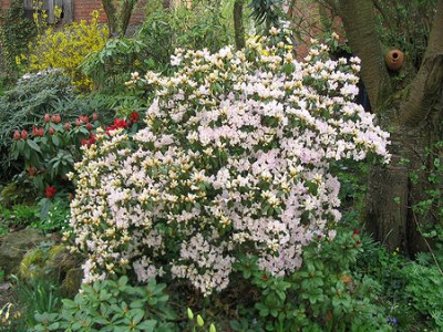 Rhododendron_rubiginosum.jpg