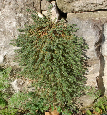 Mauermiere_Paronychia_kapela_serpyllifolia_0010__80264.jpg