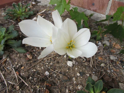 Colchicum_wei_ue.jpg
