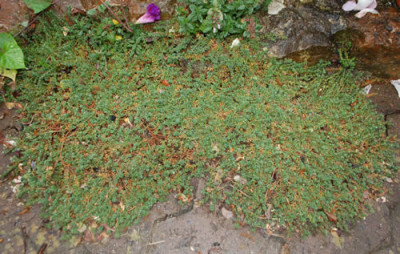 Mauermiere_Paronychia_kapela_sepyllifolia_0011__0492.jpg