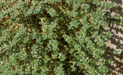 Mauermiere_Paronychia_kapela_serpyllifolia_0012__80265.jpg
