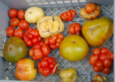 Tomatenernte_0010__0486.jpg