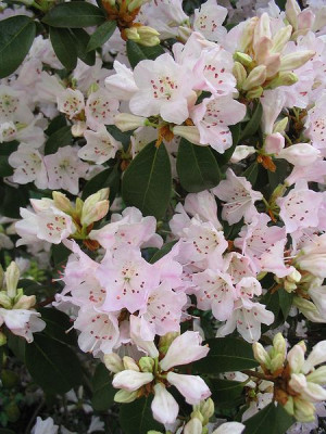 Rhododendron_rubiginosum_2.jpg