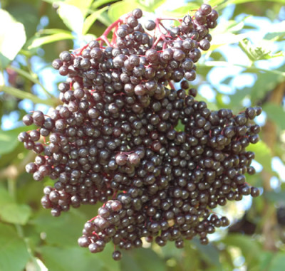 Sambucus_nigra_0010__80328.jpg