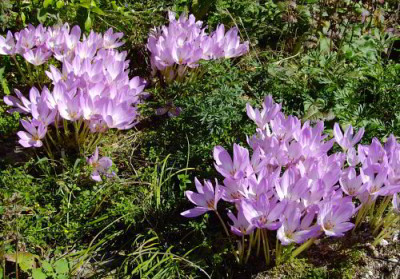 DSCF1152_eColchicum.JPG