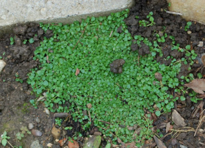 Thymian_0010__79287.jpg