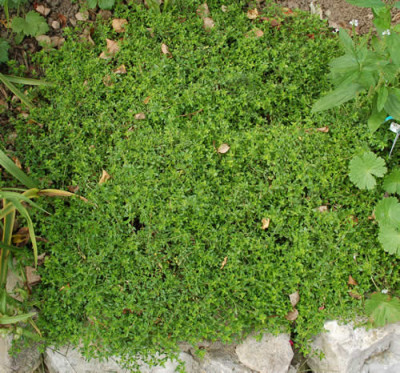 Thymian_0011__79064.jpg
