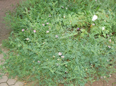 Coronilla_varia_0010__79160.jpg