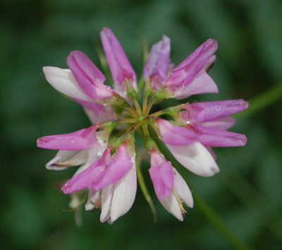 Coronilla_varia_0011__79161.jpg
