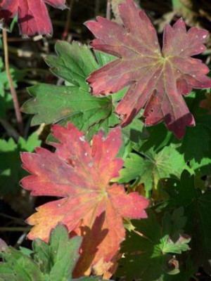 Geranium_wlassovianum.JPG